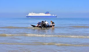 30 potężnych zwierząt utknęło na plaży. W akcję włączyli się mieszkańcy i działacze