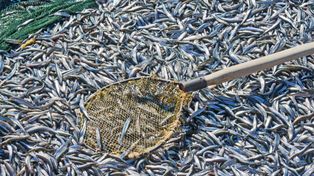 W Polsce jest pod ręką, a mało kto o niej pamięta. Wyborna ryba