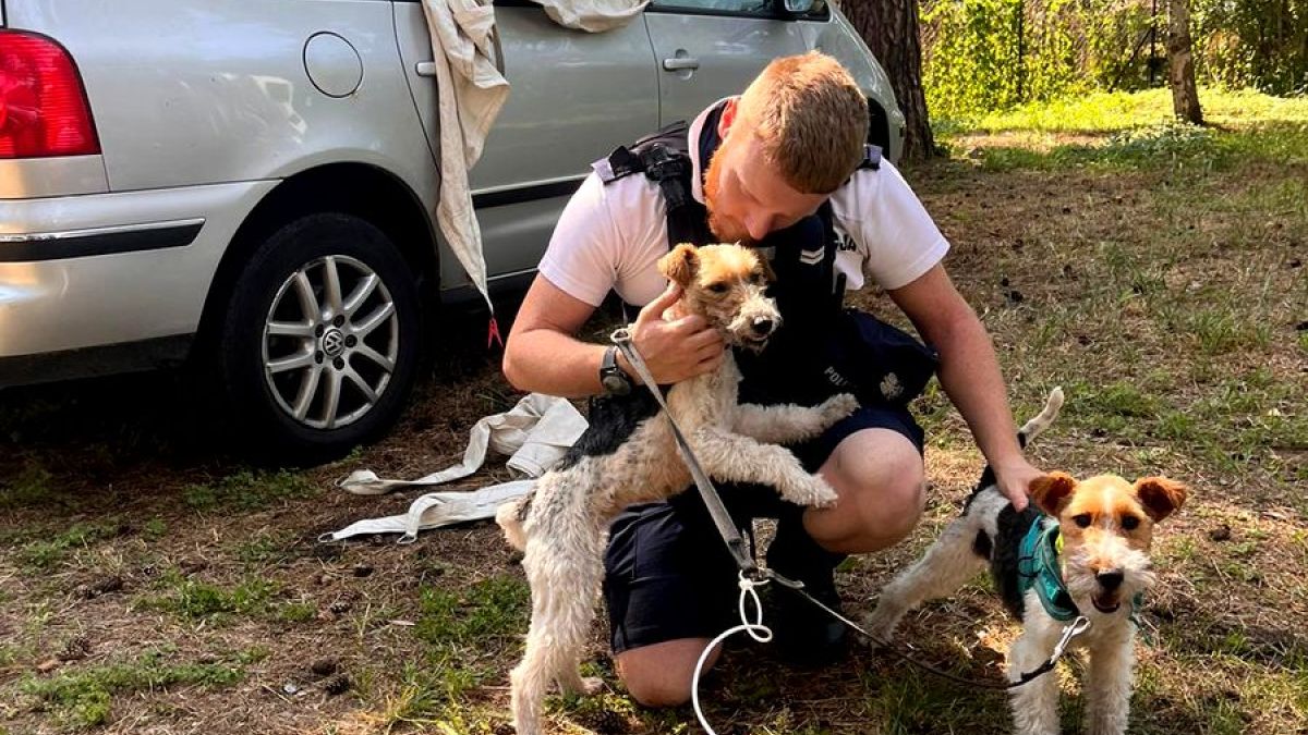 Psy spędziły w rozgrzanej ''pułapce'' osiem godzin