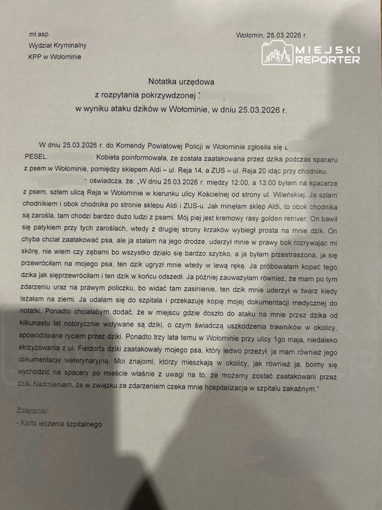 Notatka urzędowa dotycząca ataku dzika na osobę spacerującą z psem w Wołominie, z datą 25.03.2026 r.