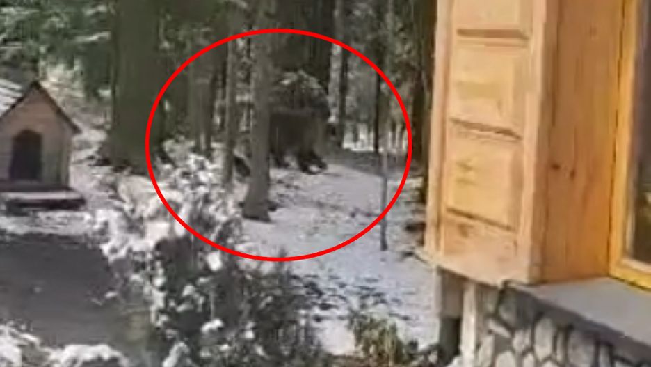 Mieszkanka Kościeliska zobaczyła w swoim ogródku niedźwiedzia
