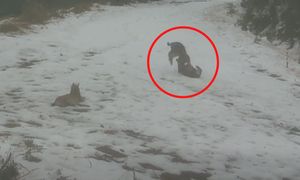 Prawdziwy hit. Rysie przyłapane. Spójrzcie, co robiły