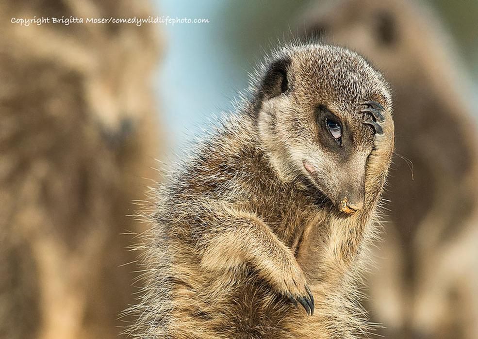 Dzikie zwierzęta wcale nie są takie straszne. Oto najzabawniejsze zdjęcia z konkursu Comedy Wildlife Photography Award 14