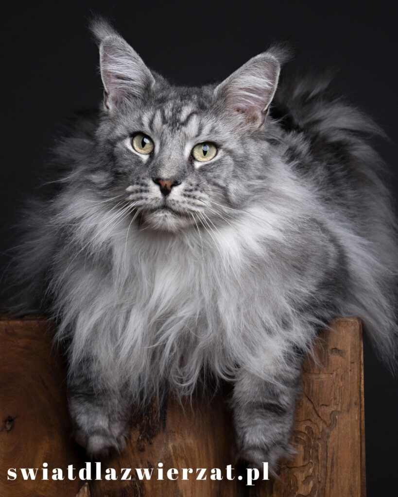 duże koty maine coon