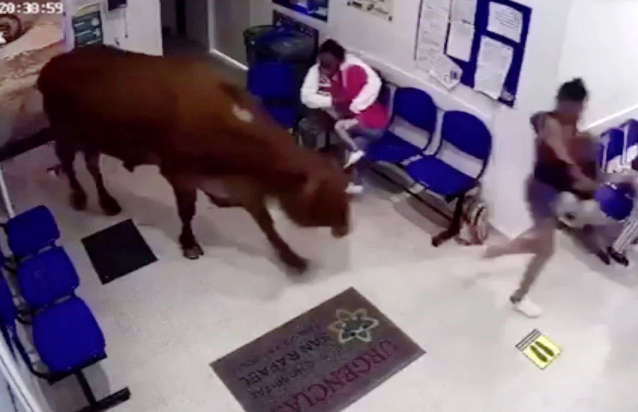Rozwścieczona krowa w szpitalu. Zaatakowała pacjentów