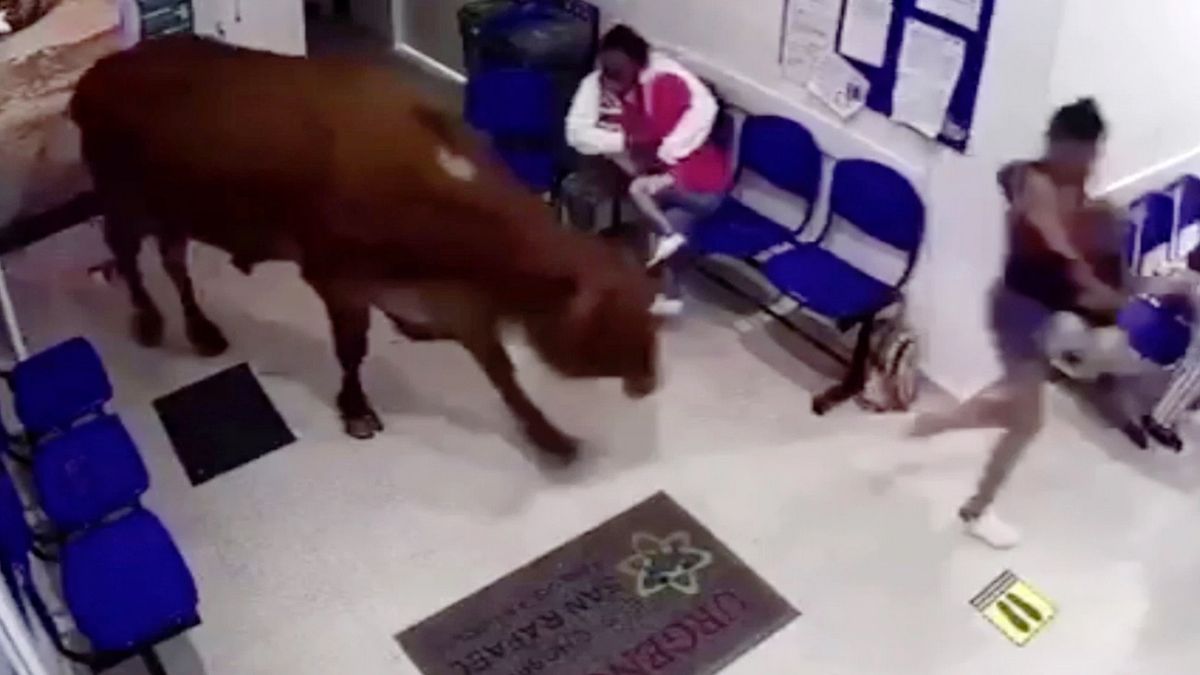 Rozwścieczona krowa zdemolowała poczekalnię w  kolumbijskim szpitalu