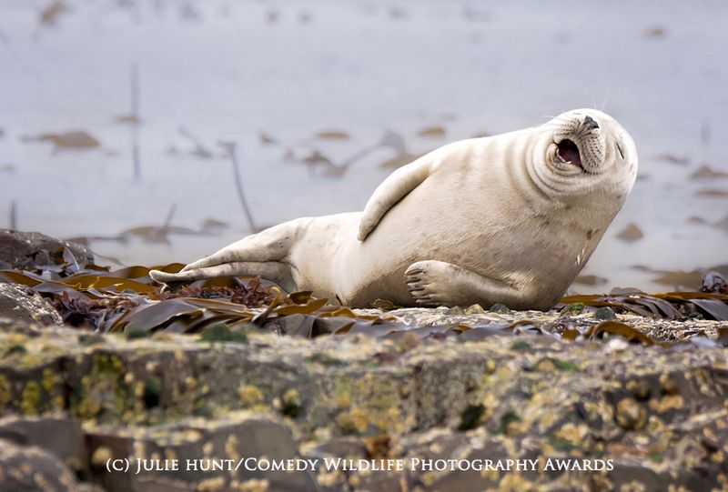 Fotografia przyrodnicza na bardzo wesoło, czyli konkurs 2015 Comedy Wildlife Photography Awards 3