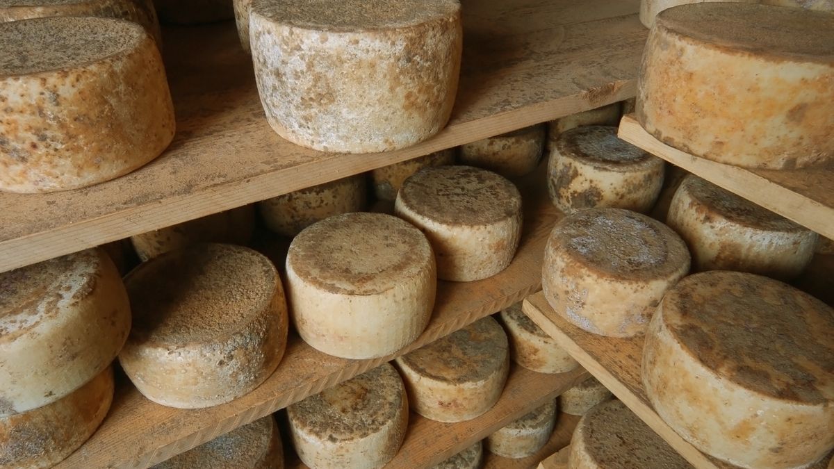Pecorino