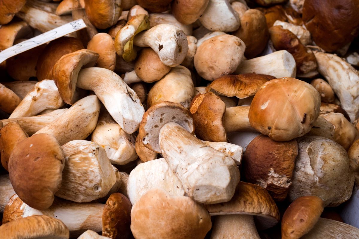 Na bazie grzybów można przygotować wiele genialnych przepisów