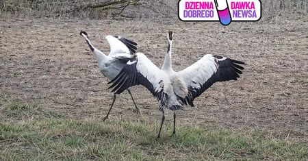 Podskoki i ukłony. Złapali je w głębi lasu. "Lepiej obserwuj z daleka"