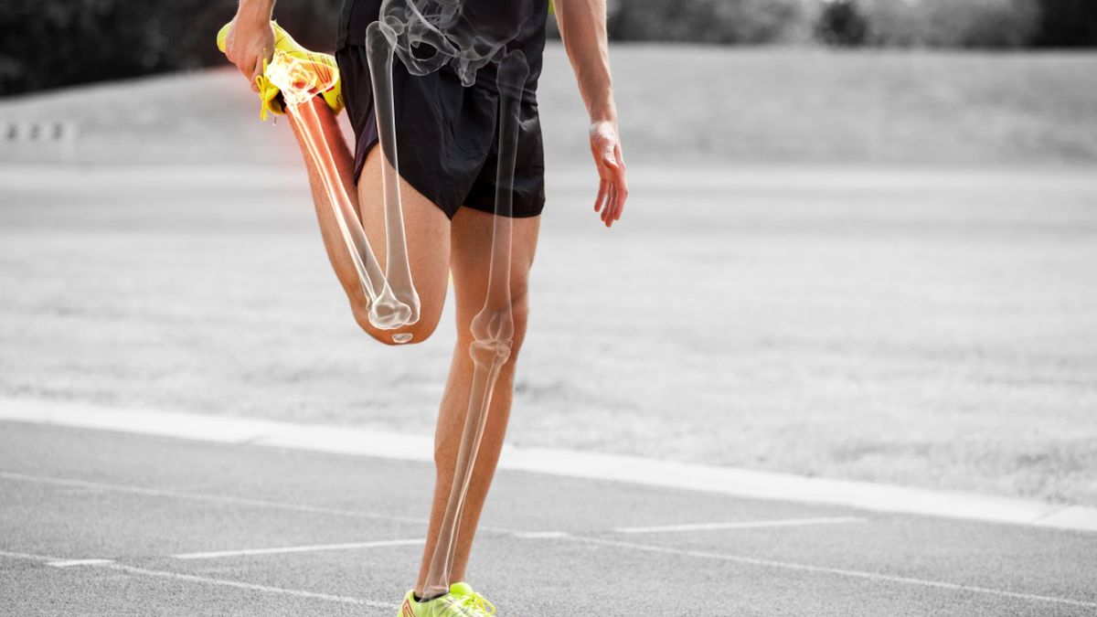 Kości stanowią miejsce przyczepu, rusztowanie dla mięśni.