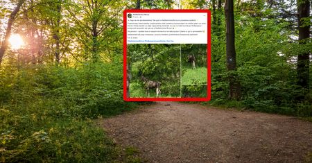 "Nie lada wyczyn". Leśnicy aż złapali za aparat. Był między drzewami