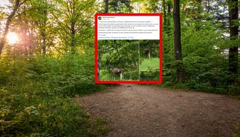 "Nie lada wyczyn". Leśnicy aż złapali za aparat. Był między drzewami