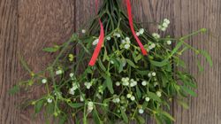 Jemioła to nie tylko symbol świąt. Wykorzystanie jemioły dla zdrowia i urody