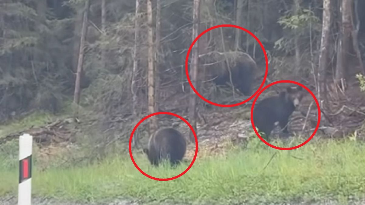W okolicy słowackiego Strbskiego Plesa pojawiła się grupa niedźwiedzi.