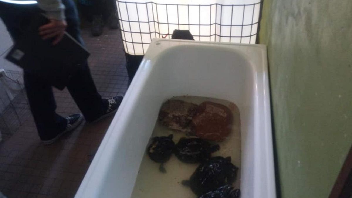 Koszmar zwierząt w legnickiej palmiarni. Jest już akt oskarżenia. 