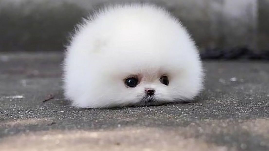 Pies zrobił furorę w sieci