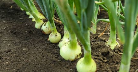 Lubisz cebulę? Możesz być posiadaczem wyjątkowego genu