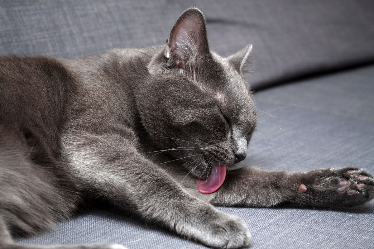 Why do cats groom themselves so often?