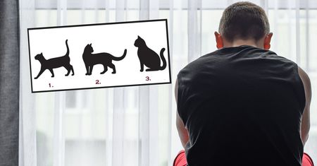 Zastanawiasz się, czy jesteś pechowcem? Spójrz na trzy koty i poznaj odpowiedź