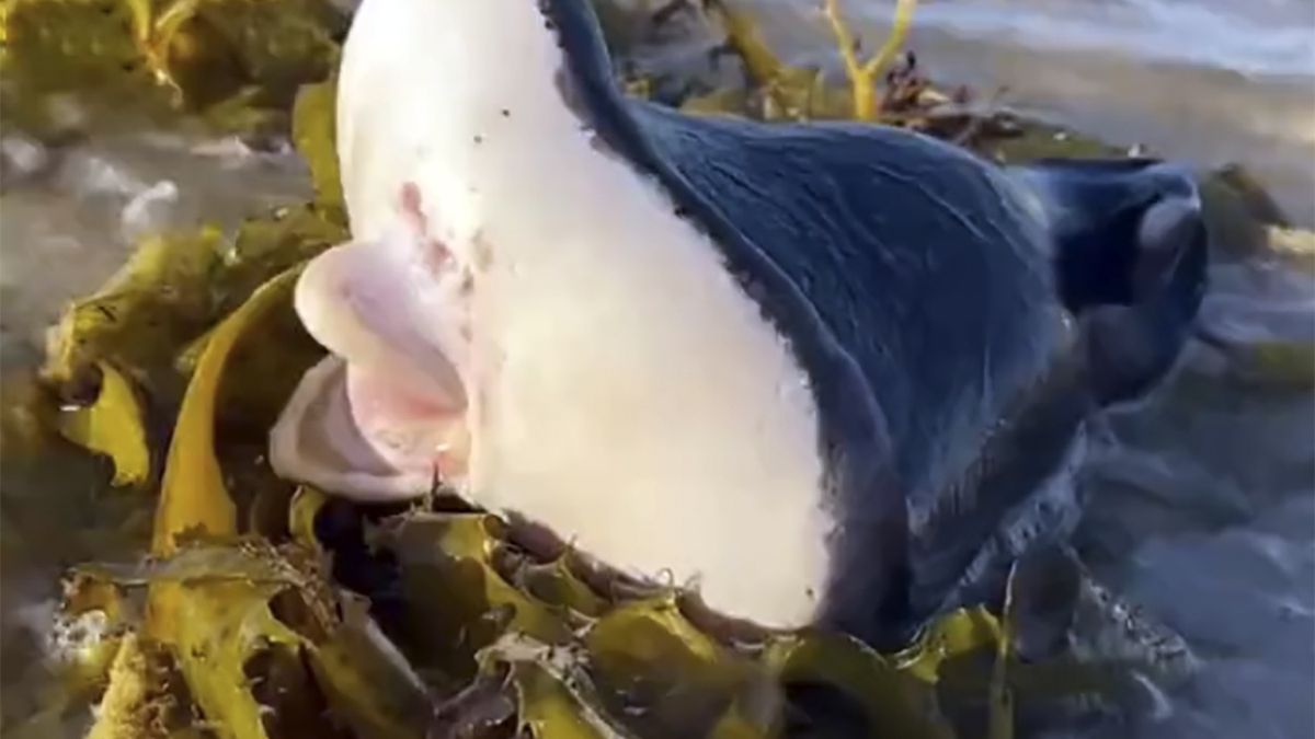 Australijczyk znalazł na plaży bardzo nietypową rybę