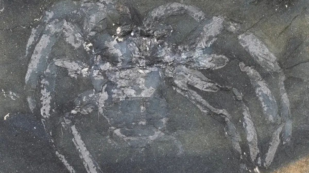 Sensacyjne odkrycie niemieckich naukowców: wymarły pająk sprzed milionów lat