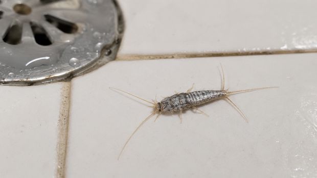 Rybiki w łazience: skąd się biorą i jak skutecznie je usunąć