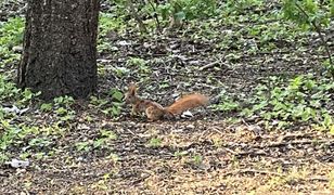 Warszawa. Zwiedzanie i sprzątanie. Można zrobić coś dla Lasu Bielańskiego
