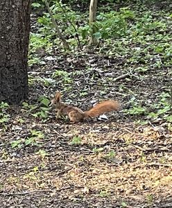 Warszawa. Zwiedzanie i sprzątanie. Można zrobić coś dla Lasu Bielańskiego
