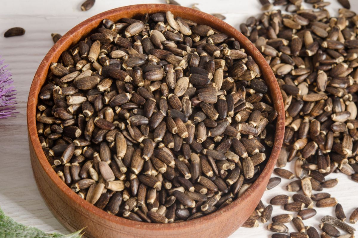 Milk thistle seeds: A small powerhouse for liver health and more