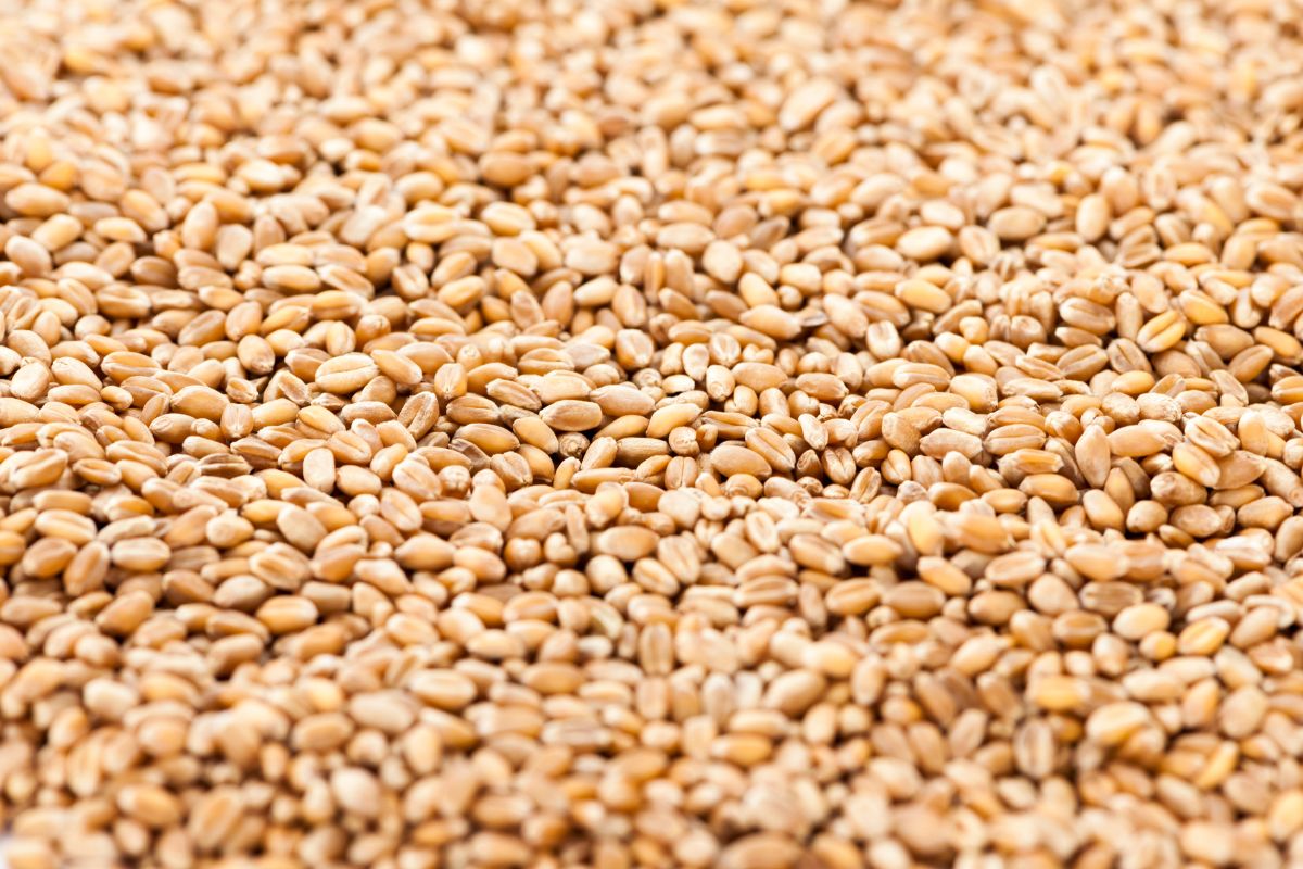 Spelt - an ancient grain with many benefits for the body.