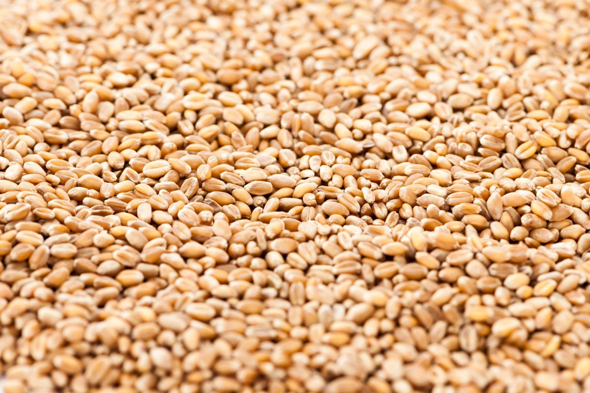 Spelt - an ancient grain with many benefits for the body.