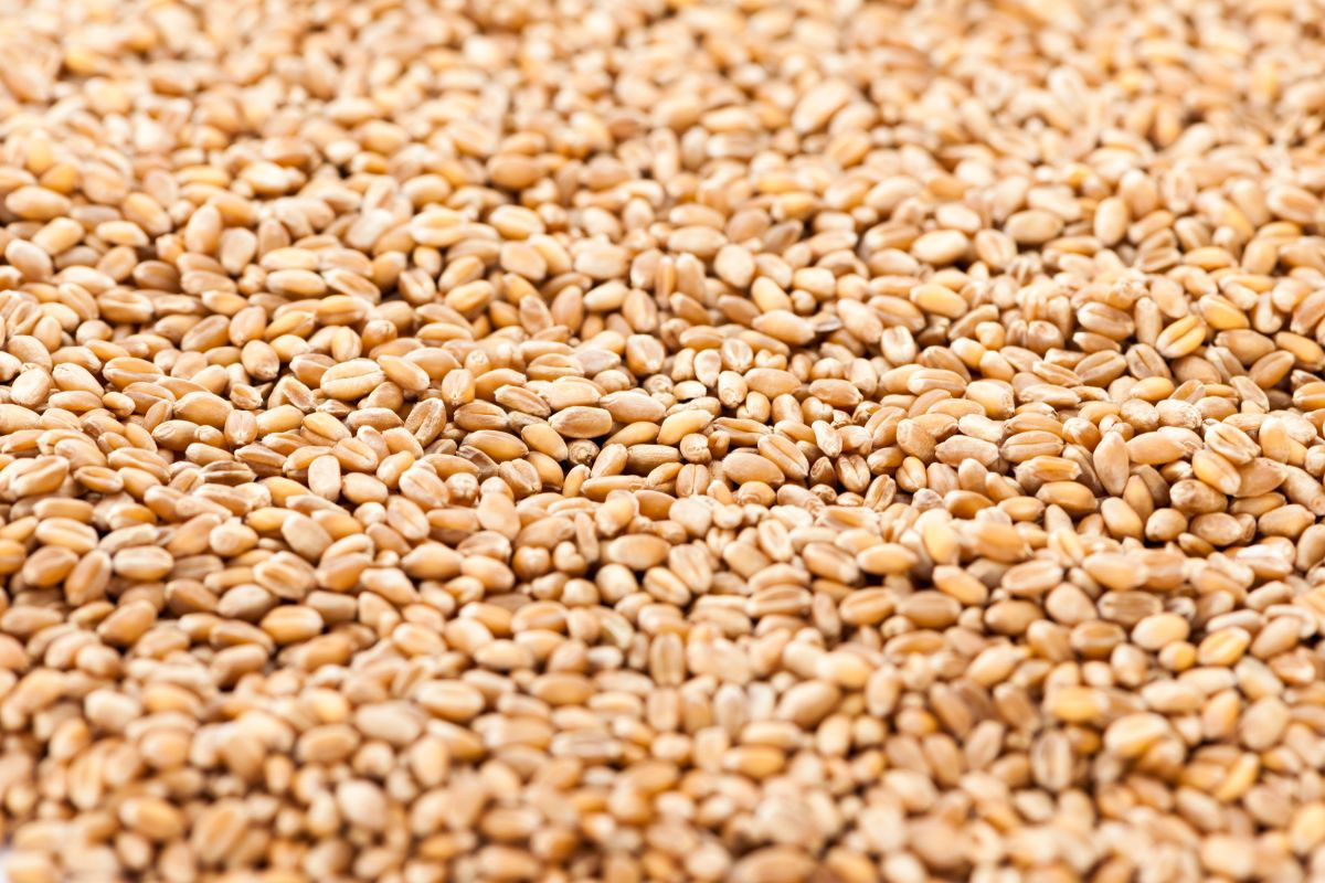 Spelt - an ancient grain with numerous benefits for the body.