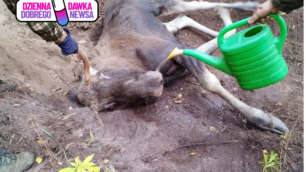 Leśniczy pomagają uwięzionemu łosiowi