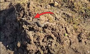 Pojawiła się już w lutym. "Czy to możliwe?" Spójrzcie na nagranie