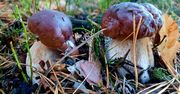 Mniej kurek i prawdziwków. Ciepły klimat wpłynie na grzybobranie