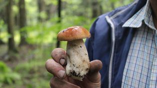 Lasy Państwowe wystawiły Polakom "rachunek" za zbieranie grzybów