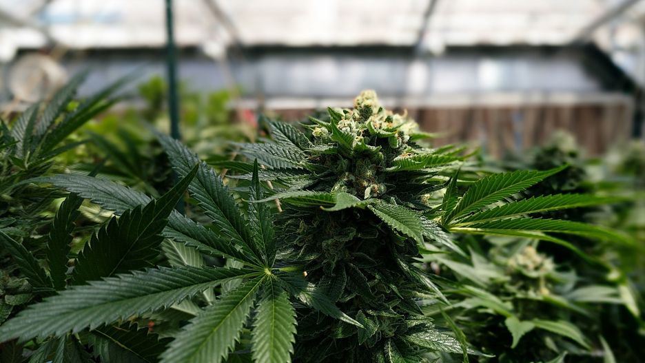 Legalizacja marihuany. Parlamentarzyści przygotowują trzy projekty ustaw