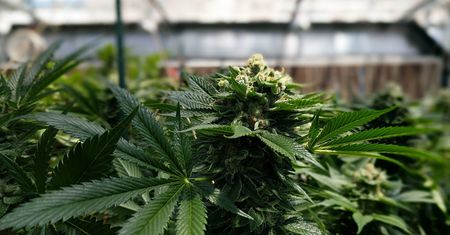 Legalizacja marihuany. Parlamentarzyści przygotowują trzy projekty ustaw