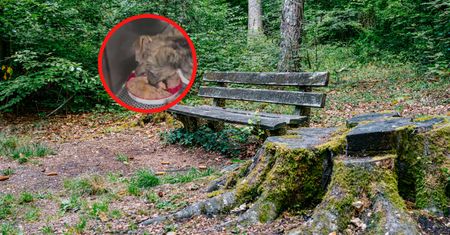 Z pudełka dobiegał cichy dźwięk. Natychmiast zajrzał do środka