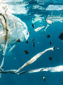 Plastik bezpieczny dla ryb? Rewolucyjne odkrycie naukowców