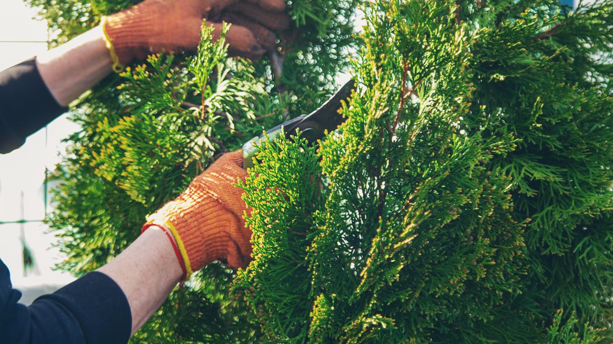 Pod żadnym pozorem nie przycinaj w ten sposób tuj