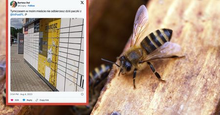 Rój pszczół zaatakował paczkomat w Podkowie Leśnej. Wiemy, co się stało
