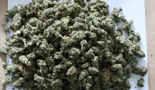 Będzin. Schował marihuanę w piwnicy, schowek zawiódł