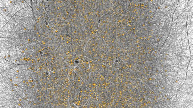 Już niedługo powstanie mapa ludzkiego umysłu. Kiedy pierwszy sztuczny mózg? 1