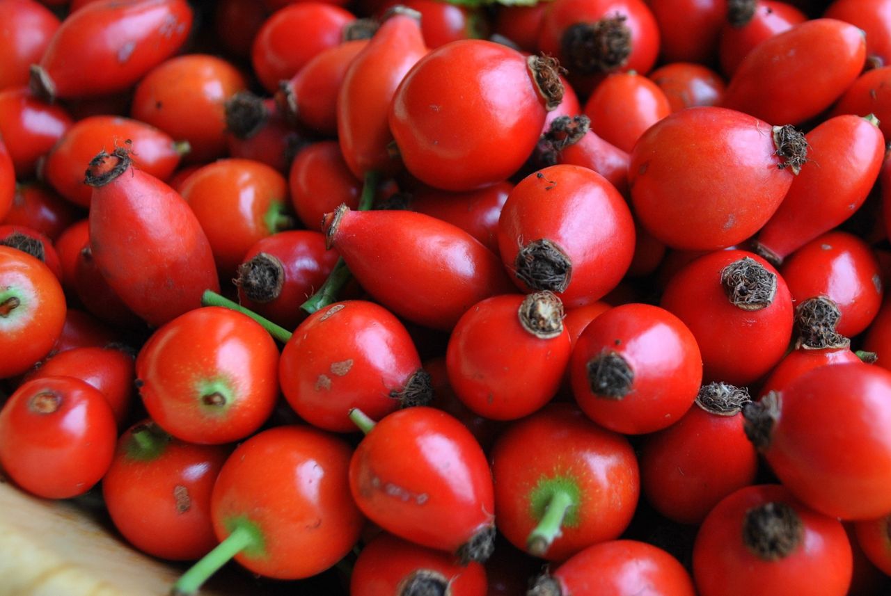 Wild rose fruits