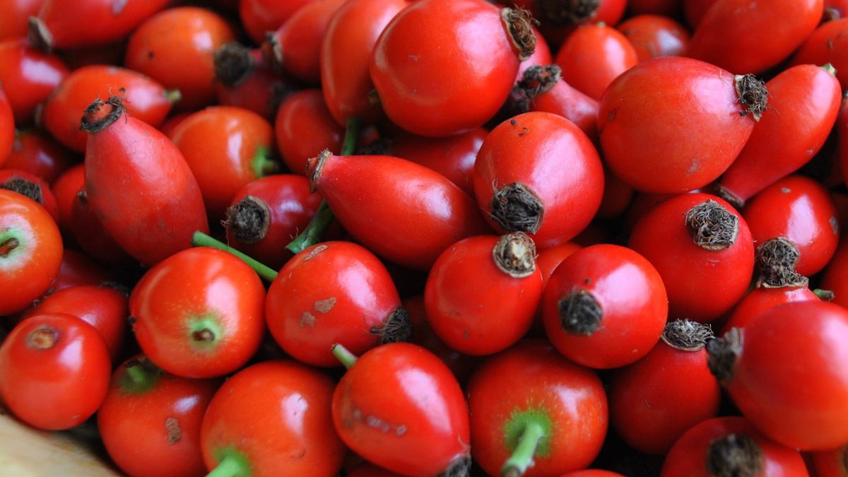 Owoce dzikiej róży