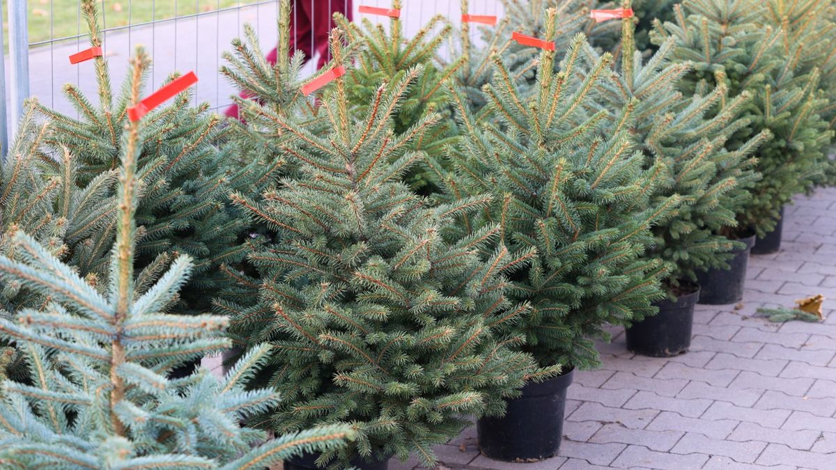 Policja ostrzega przed nielegalną wycinką choinek