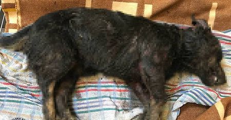 Bez wody i jedzenia. Psy na jednej z posesji na terenie Lublina zagryzały się żywcem