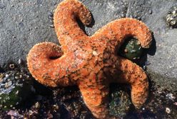 Tajemnicza choroba dziesiątkuje rozgwiazdy. Zwierzęta zamieniają się w breję